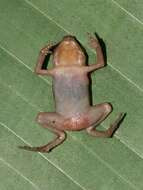 Image of Four-digit toad