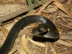 Image of Large Whip Snake