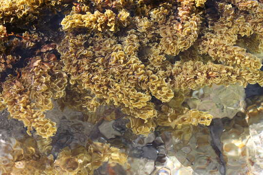 Image of Sargassum polyceratium