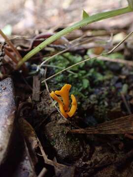 Imagem de Clavulinopsis archeri (Berk.) Corner 1950