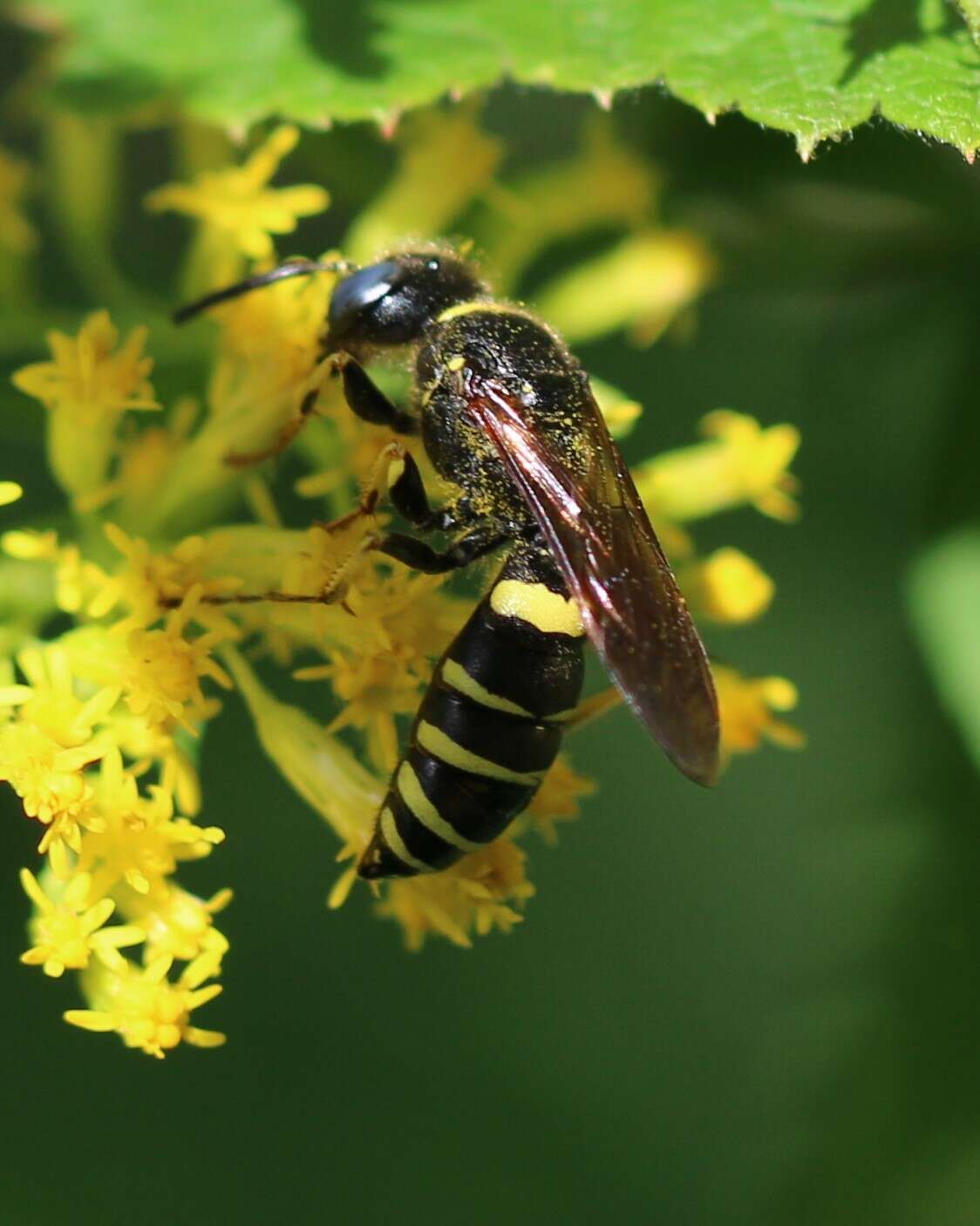 Image of Philanthus solivagus Say 1837