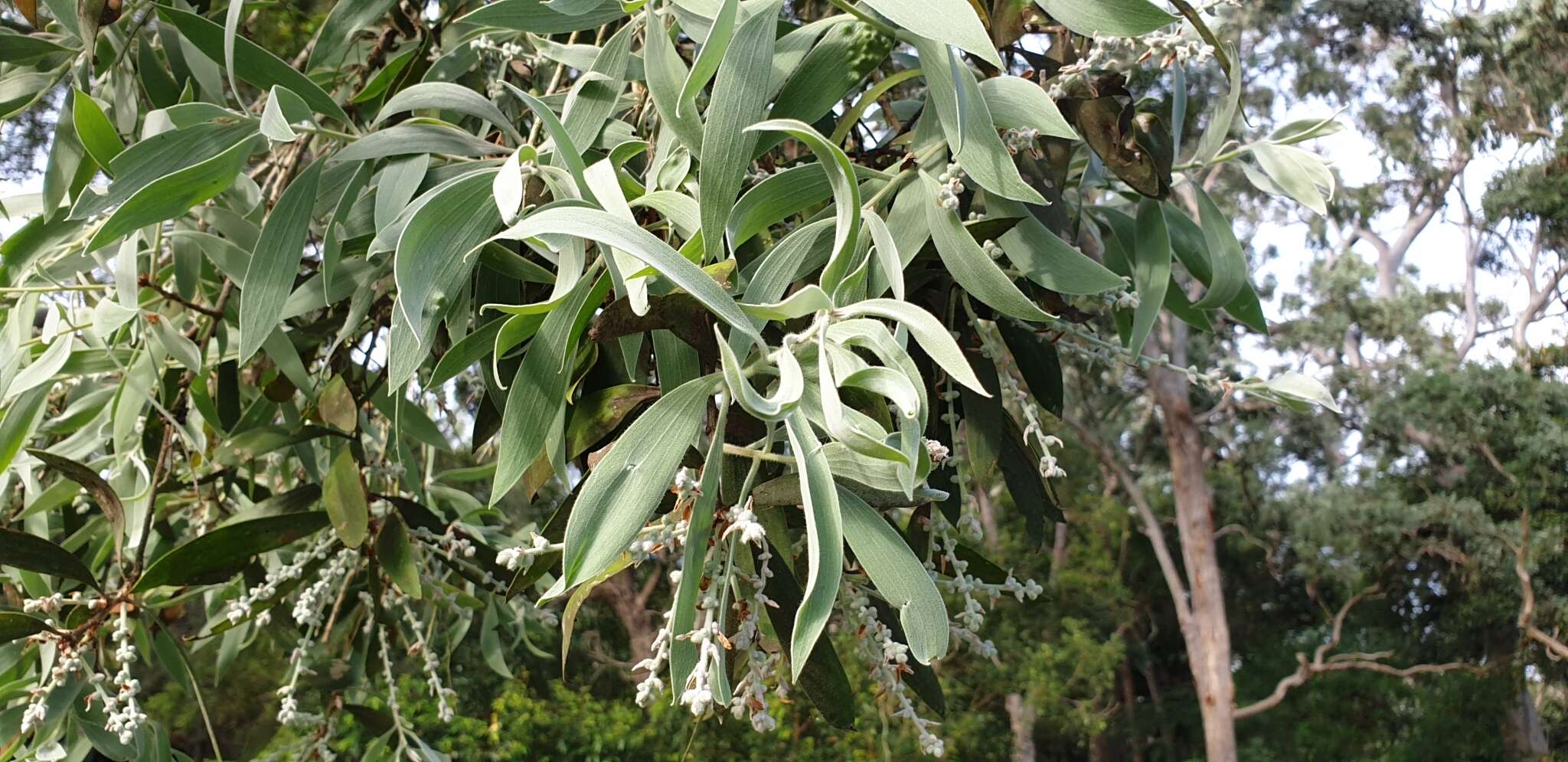 Sivun Melaleuca dealbata S. T. Blake kuva