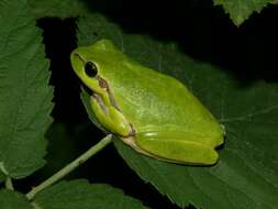 Image of Lemon-yellow tree frog