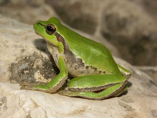 Image of Lemon-yellow tree frog