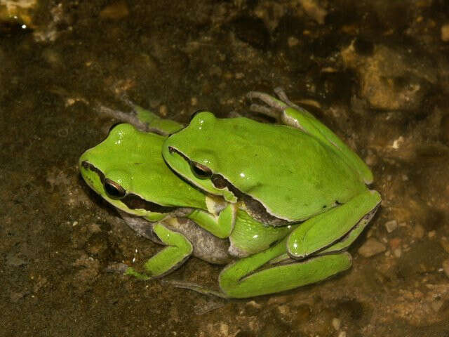 Image of Lemon-yellow tree frog