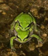 Image of Lemon-yellow tree frog