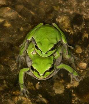 Image of Lemon-yellow tree frog