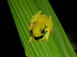 Image of Riggenbach's Reed Frog