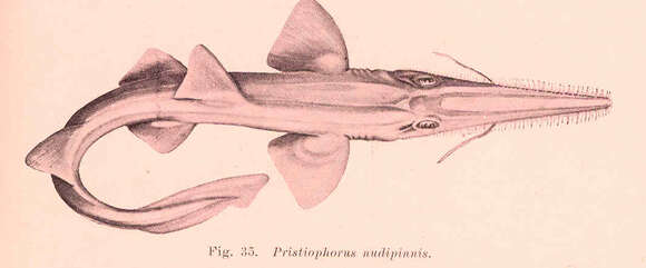 Image of Pristiophorus