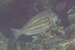 Imagem de Lethrinus ornatus Valenciennes 1830