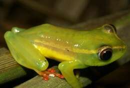 Image of Riggenbach's Reed Frog