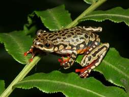 Image of Riggenbach's Reed Frog