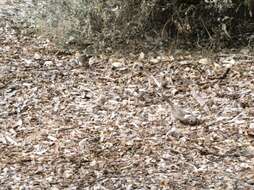 Image of White-browed Babbler