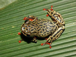 Image of Riggenbach's Reed Frog