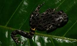 Image of Marbled Running Frog