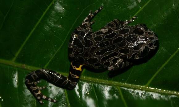 Image of Marbled Running Frog