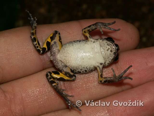 Image of Marbled Running Frog