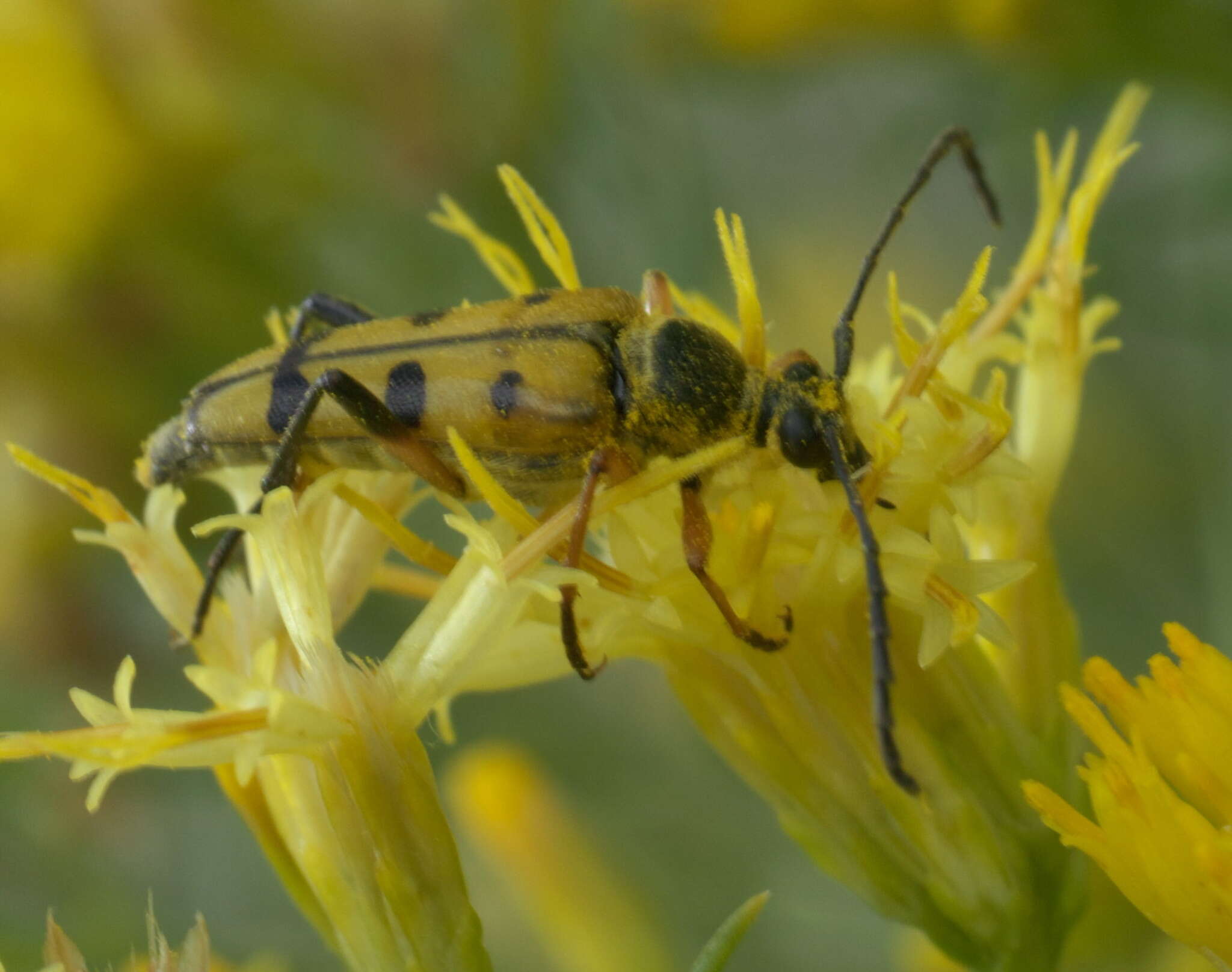 Imagem de Typocerus balteatus Horn 1878