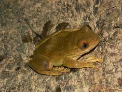 Image of Red Treefrog