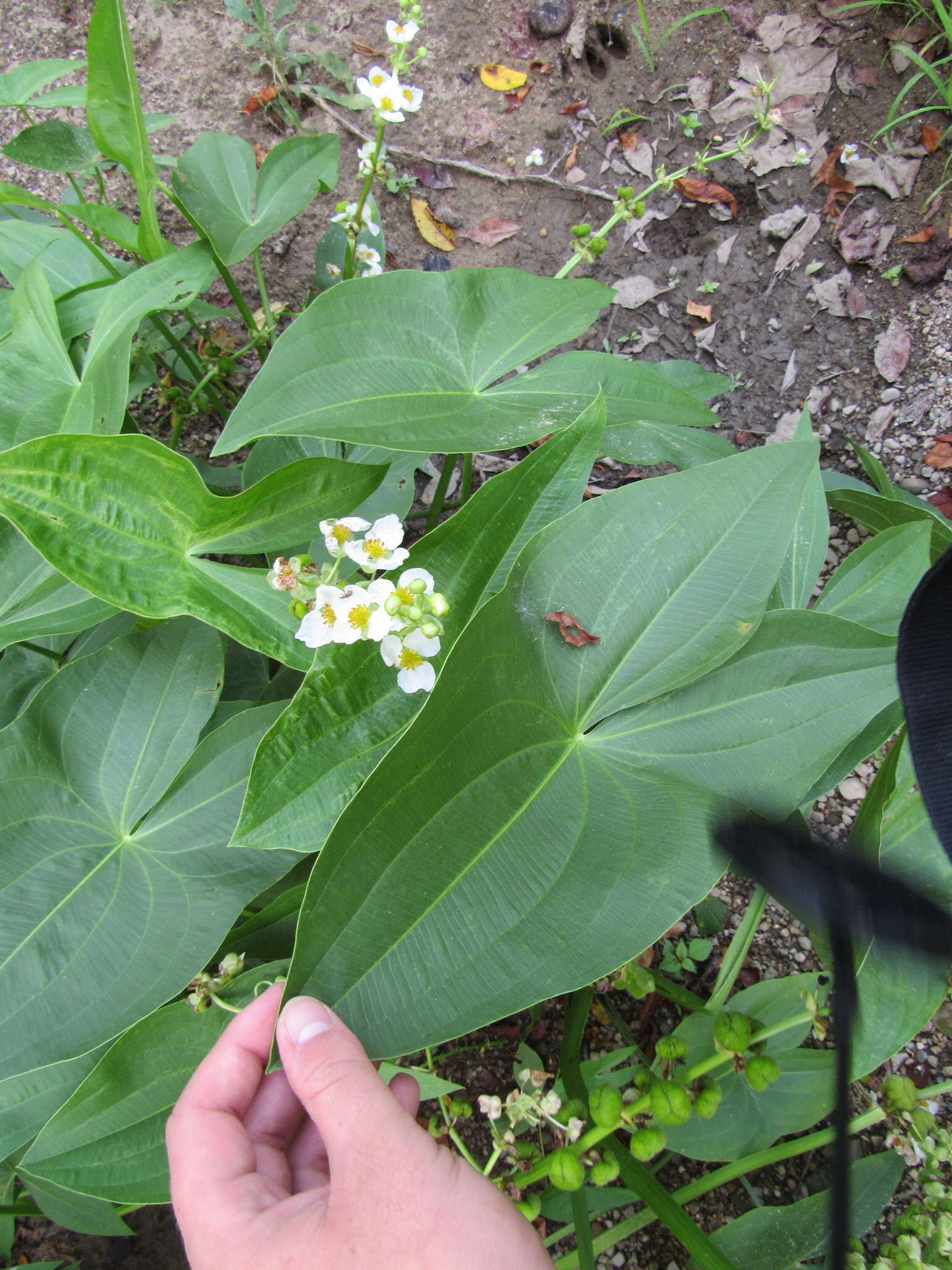 Слика од Sagittaria brevirostra Mack. & Bush