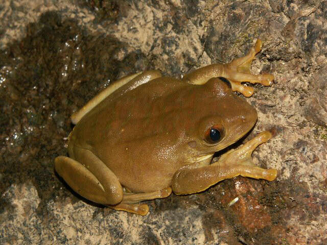 Image of Red Treefrog