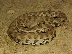 صورة Macrovipera lebetina (Linnaeus 1758)