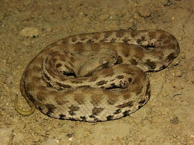 Image of Levant Viper