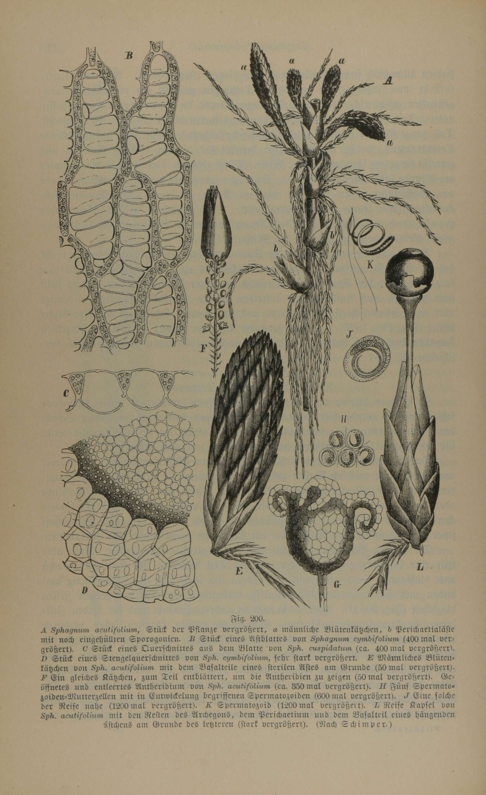 Image de Sphagnaceae