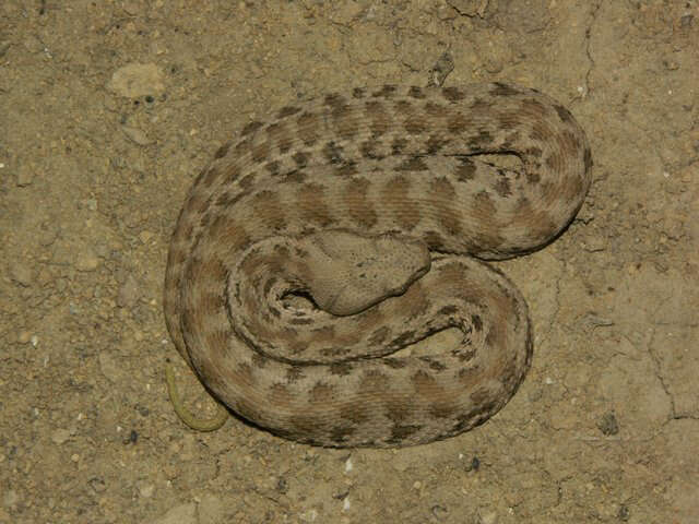 صورة Macrovipera lebetina (Linnaeus 1758)