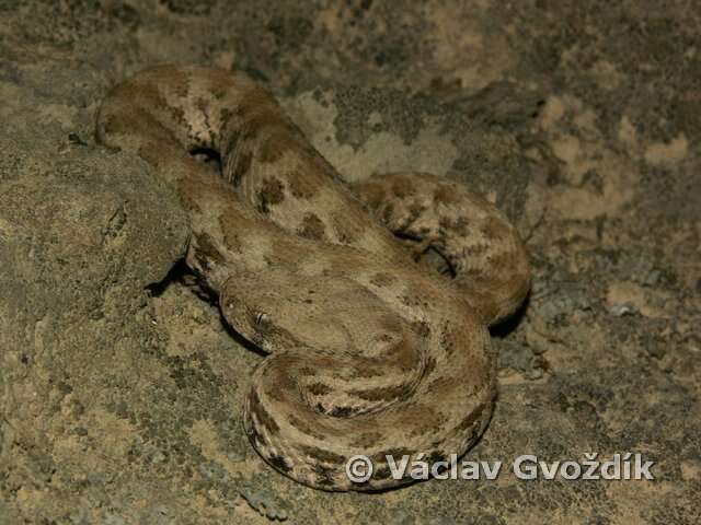 صورة Macrovipera lebetina (Linnaeus 1758)