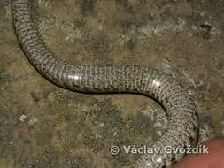 صورة Macrovipera lebetina (Linnaeus 1758)