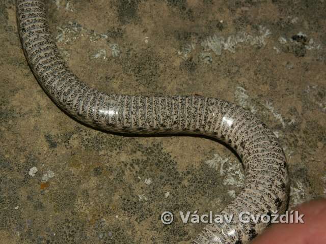 Image of Levant Viper