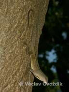 Image of Bahaman brown anole