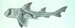 Image of Port Jackson Shark