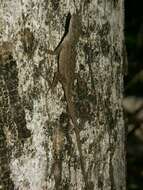 Image of Bahaman brown anole