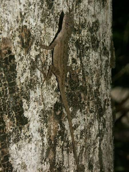 Image of Bahaman brown anole