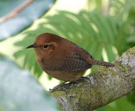 Image of Ochraceous Wren