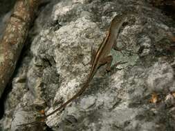 Image of Bahaman brown anole