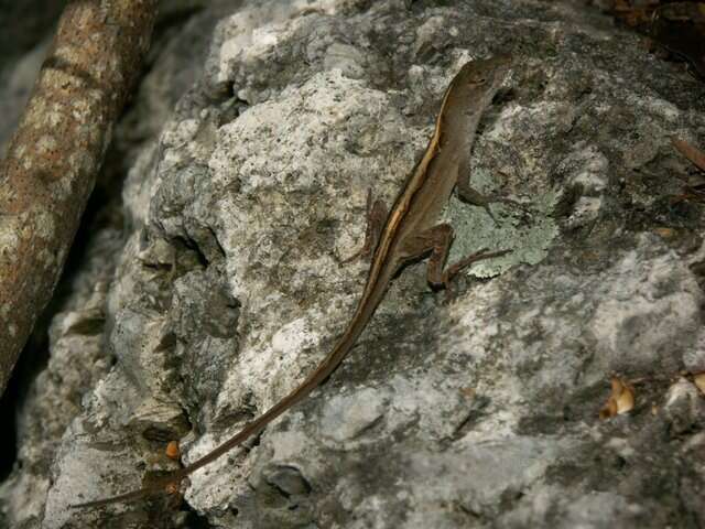 Image of Bahaman brown anole