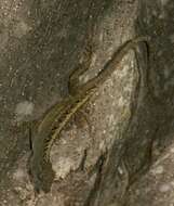 Image of Bahaman brown anole