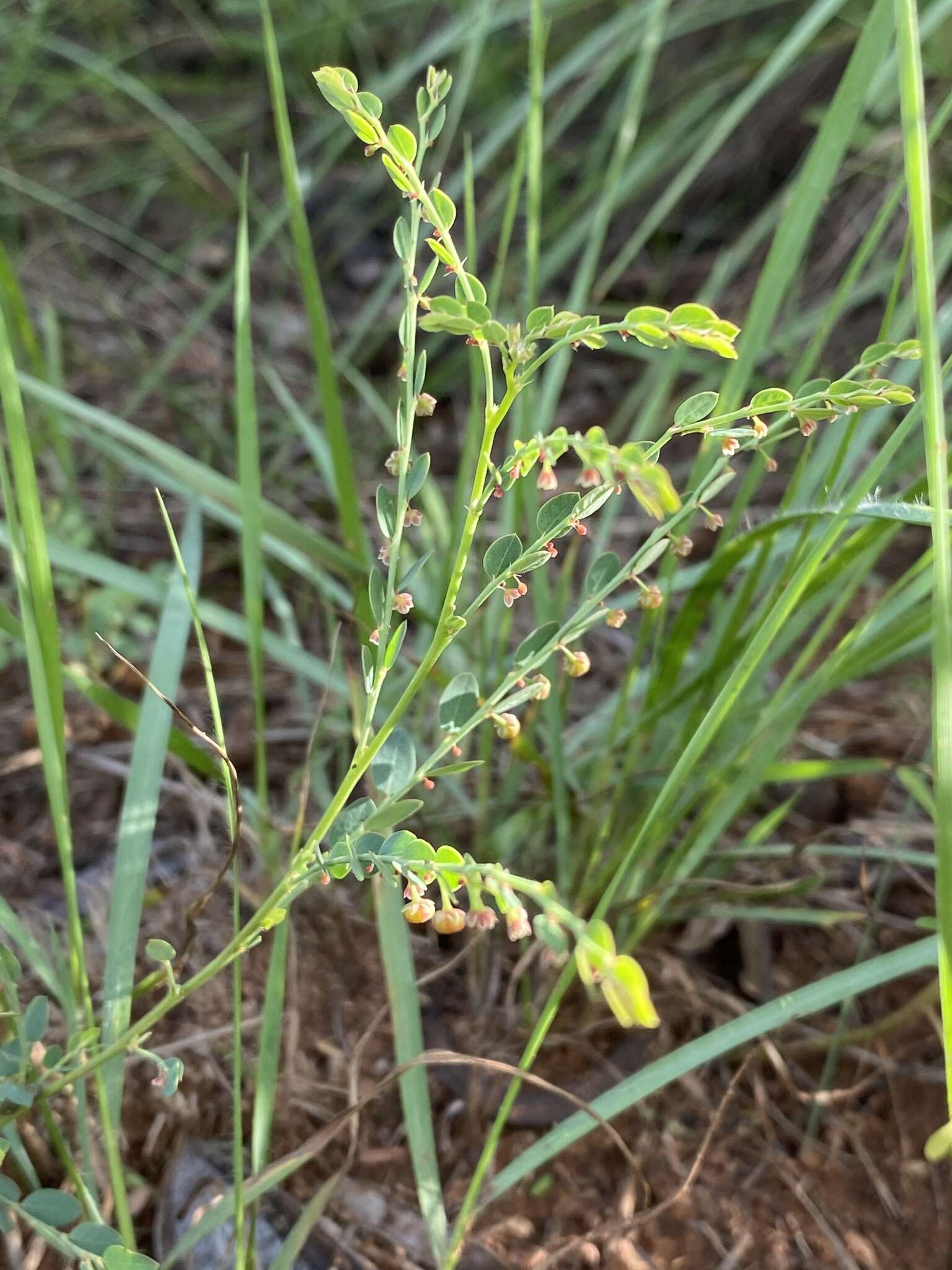 Image of Phyllanthus parvulus Sond.