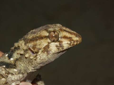 Image of Bibron's Thick-toed Gecko