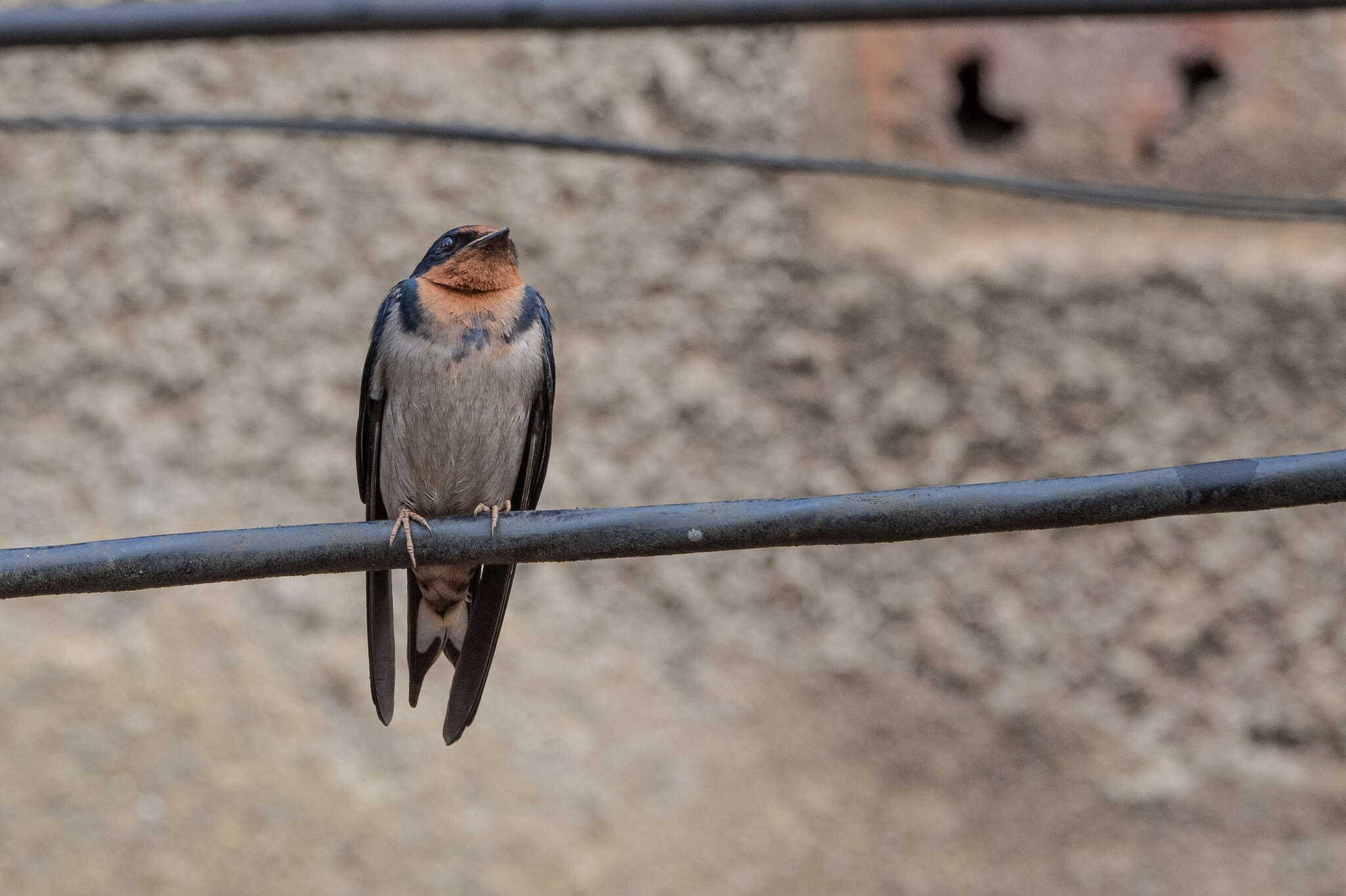 Image of Angola Swallow