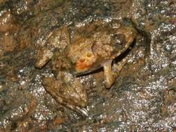 Image of Boutry River Frog