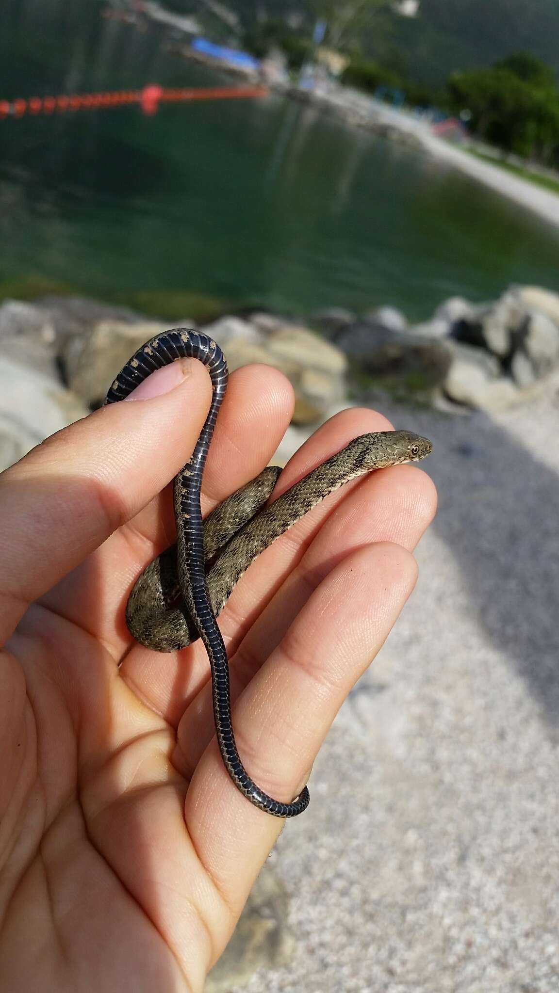 Image of Dice Snake