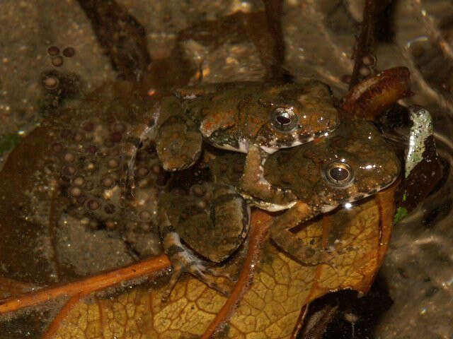 Image of Boutry River Frog