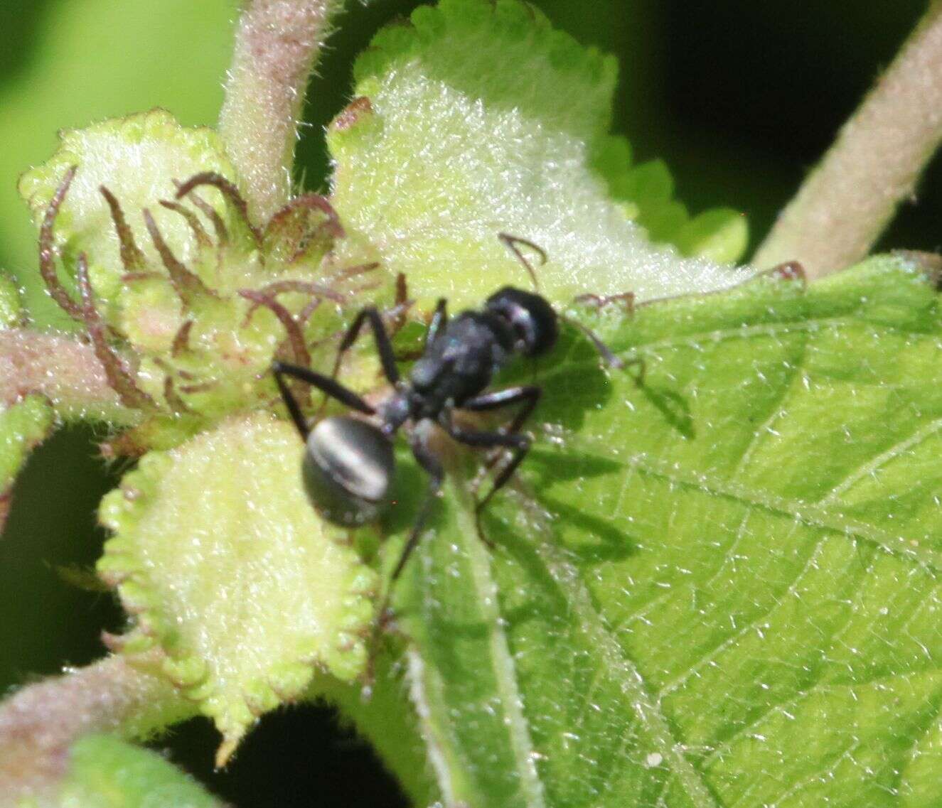 Image of Camponotus mayri Forel 1879