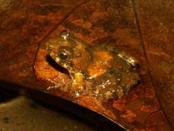 Image of Boutry River Frog