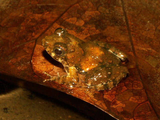 Phrynobatrachus calcaratus (Peters 1863)的圖片