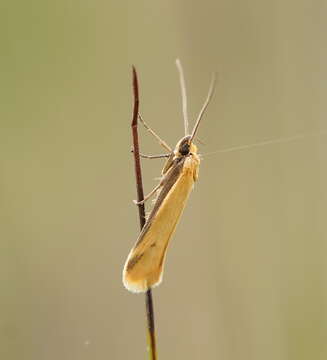 Image of Philobota protecta Meyrick 1920